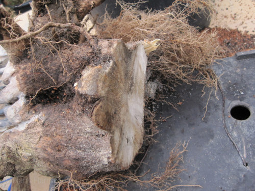 Large Privet Bonsai repotting